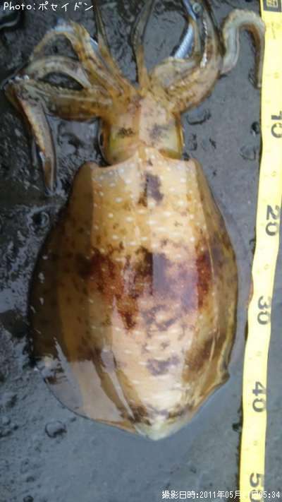 �����ꥤ��