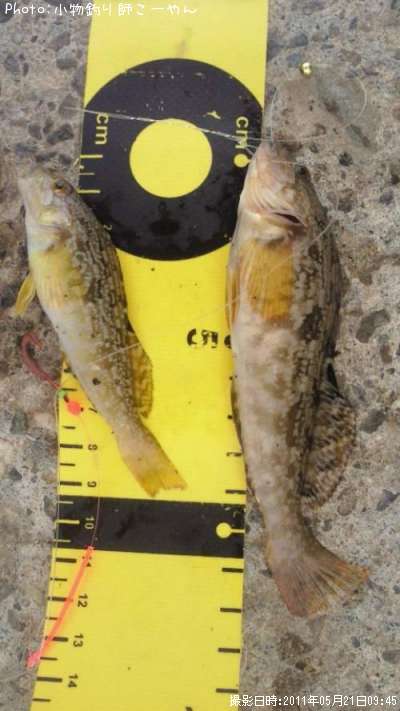 �����ʥ�