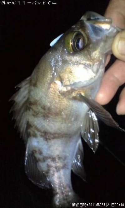 ��Х����