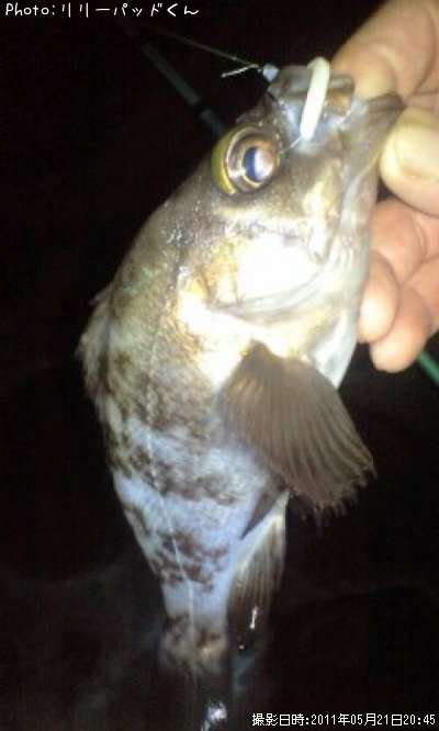 ��Х����