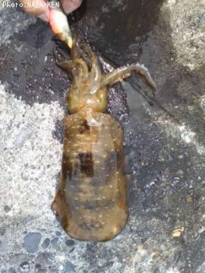 �����ꥤ��