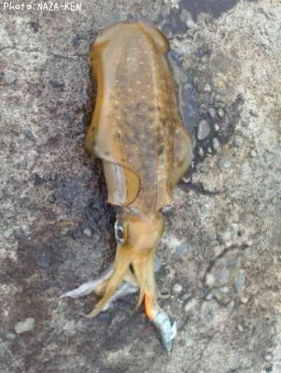 �����ꥤ��