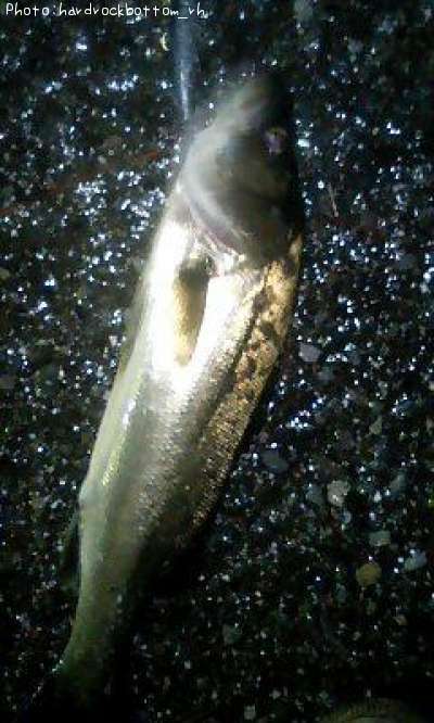 �����Х�