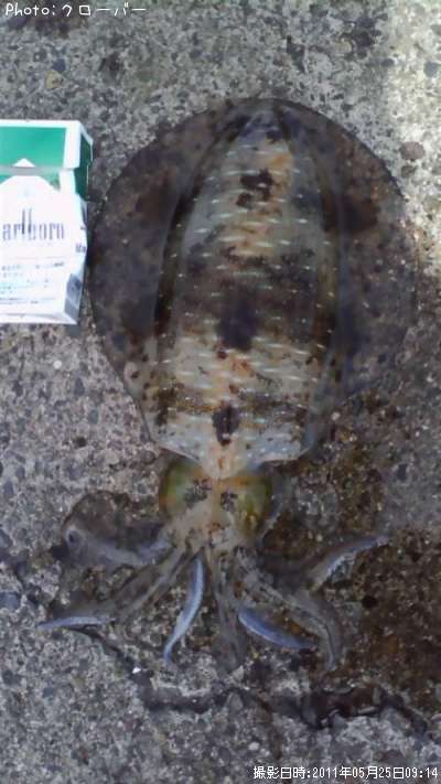 �����ꥤ��