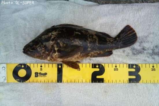 �����Υ���Х�