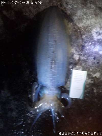 �����ꥤ��