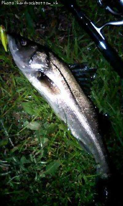 �����Х�