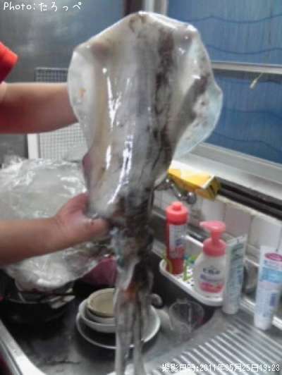 �����ꥤ��