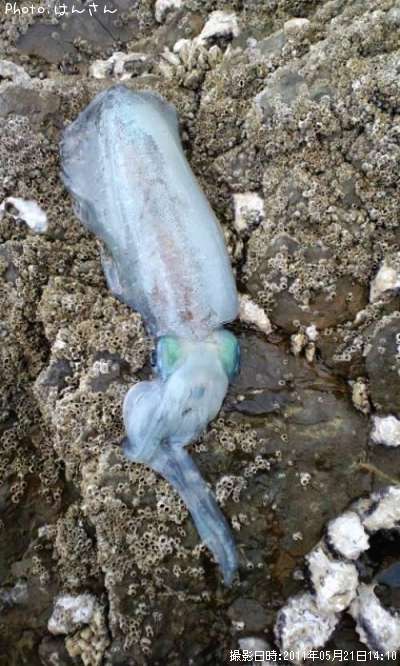 �����ꥤ��