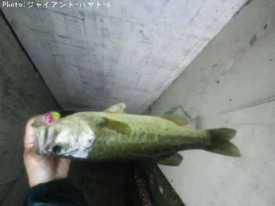 �֥�å��Х�