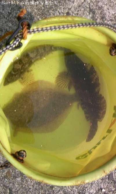 �����ʥ�