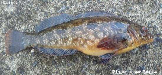 �����ʥ�