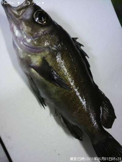 ¿ʬ��Х�ʾС�