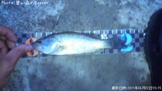 �֥�å��Х�