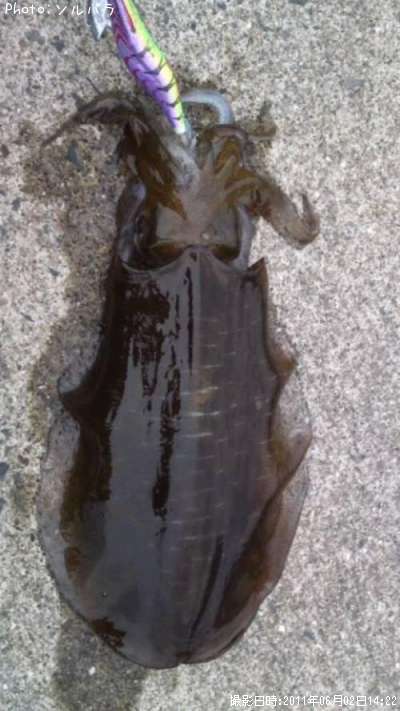 �����ꥤ��