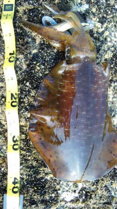 �����ꥤ��