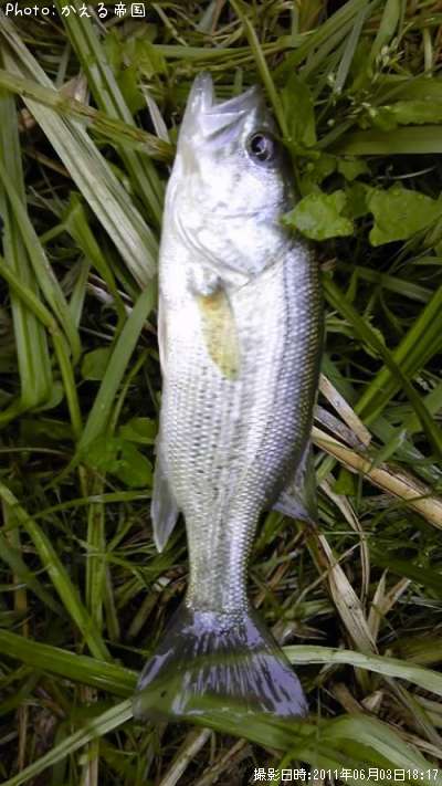 �֥�å��Х�