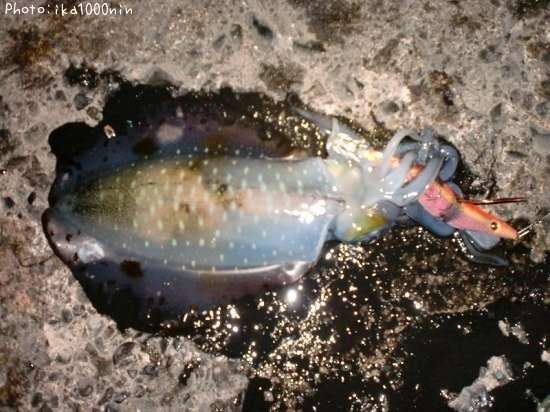 �����ꥤ��