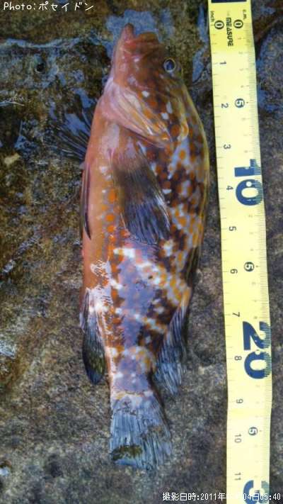 �����ϥ��ʥ�������