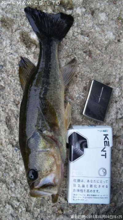 �֥�å��Х�