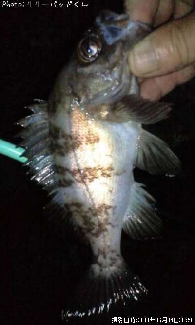 ��Х����