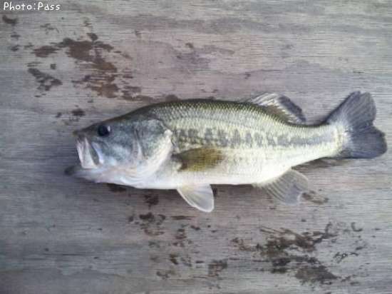 �֥�å��Х�