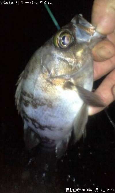 ��Х����