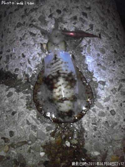 �����ꥤ��