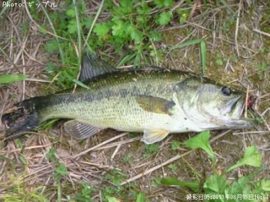 �֥�å��Х�