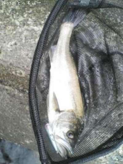 �����Х�