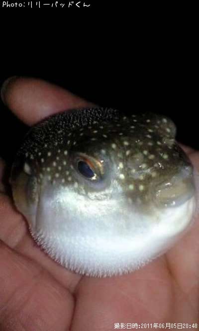 �פ���󡡥����ե�