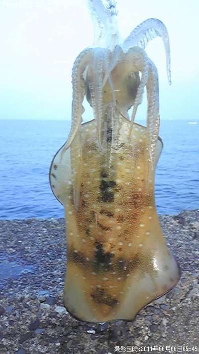 �����ꥤ��