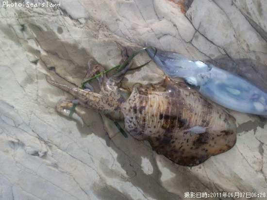 �����ꥤ��