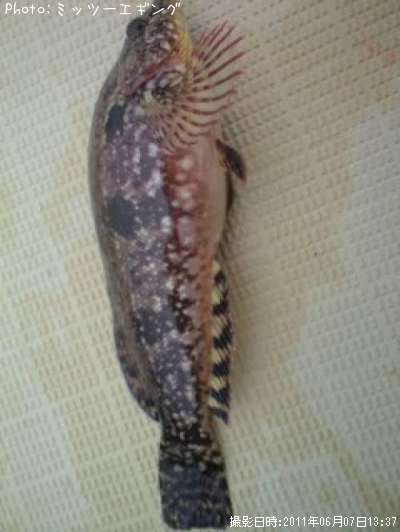 �����ʥ�