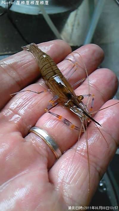 ���Ӥ����