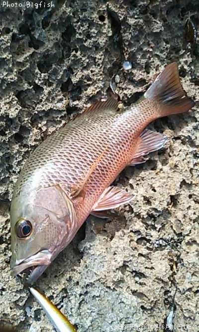 ���ޥե�����