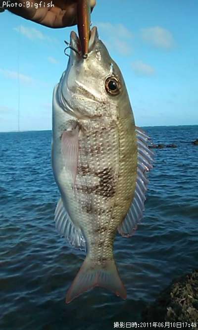 �ޥȥե��ե�