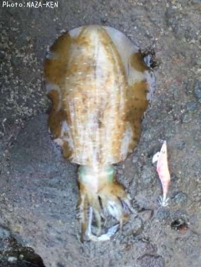 �����ꥤ��