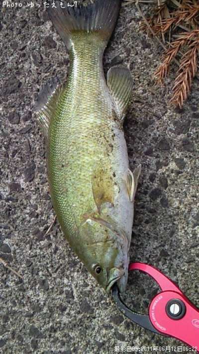 ���⡼��ޥ����Х�