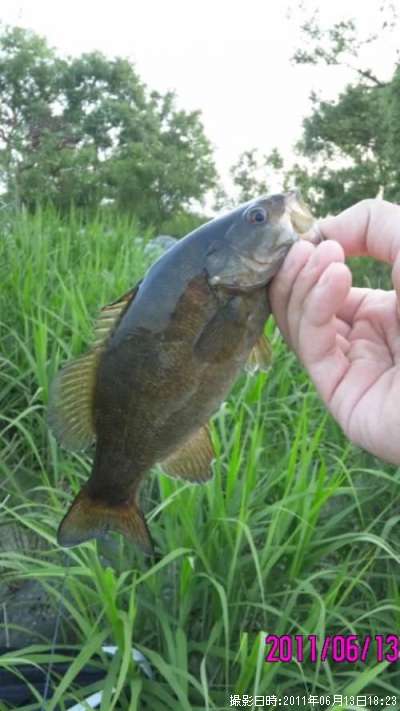 ���⡼��ޥ����Х�