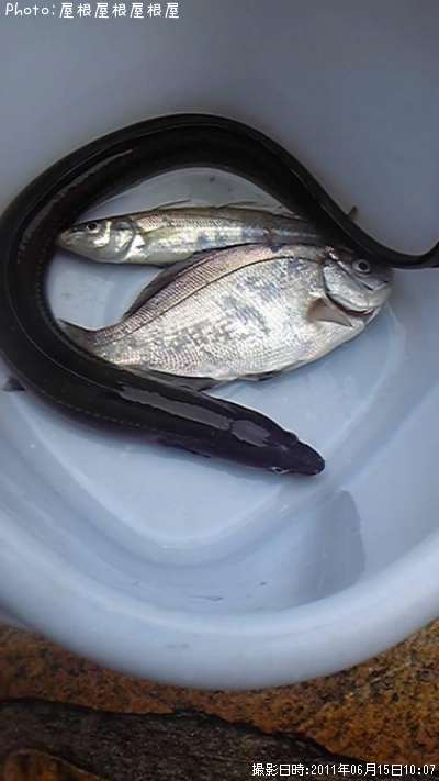 ���ʥ������������ߥ��ʥ�