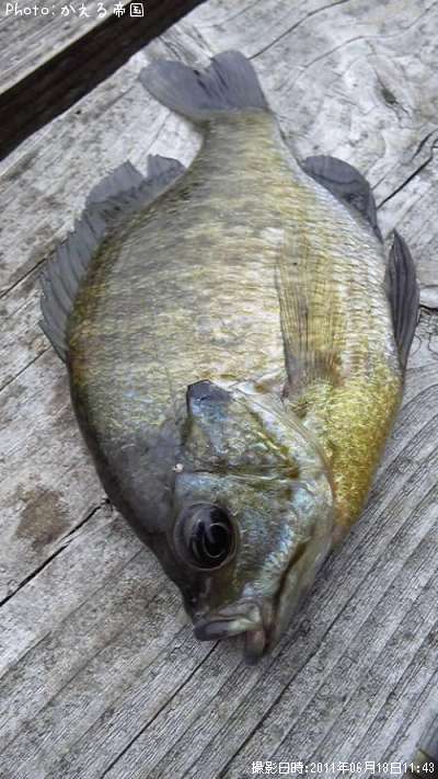 �֥롼����