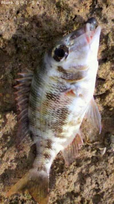 �����ե��ե�