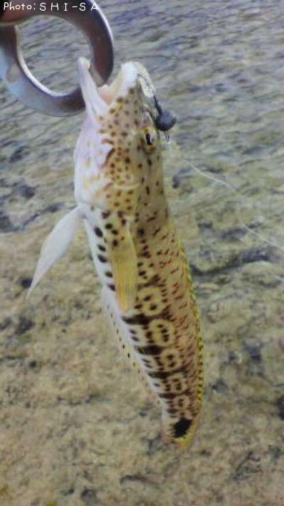 �������ȥ饮��