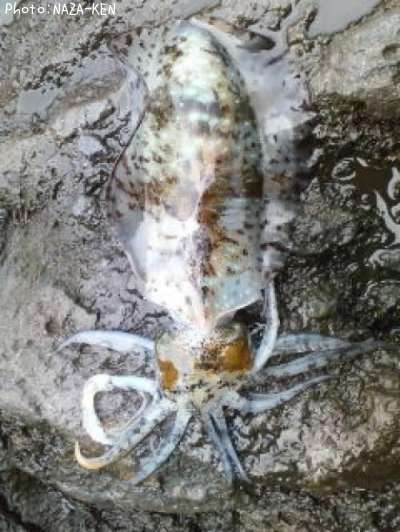 �����ꥤ��