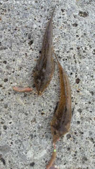 �����ϡ�