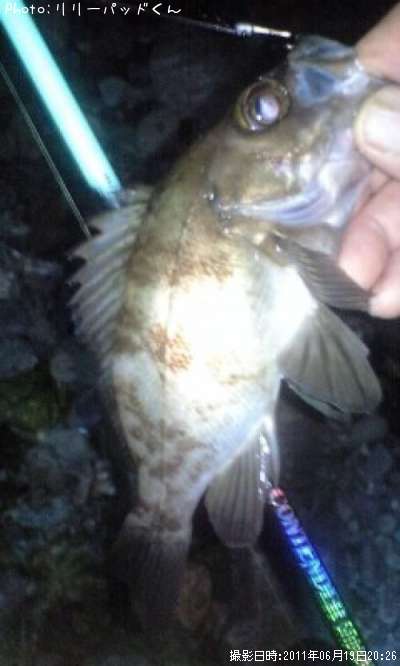 ��Х����