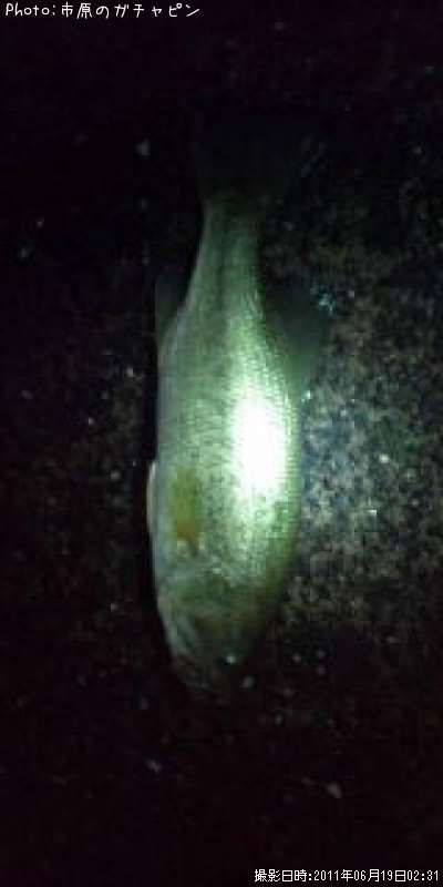 �֥�å��Х�