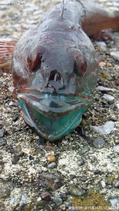 �����Υϥ٥顡���奦���󡡥��ʥϥ�������������Х�