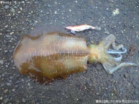 �����ꥤ��